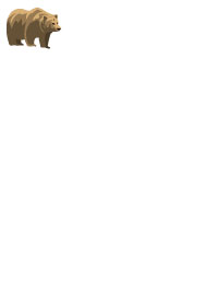 Grizzly Bear