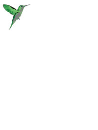 Hummingbird Notepad